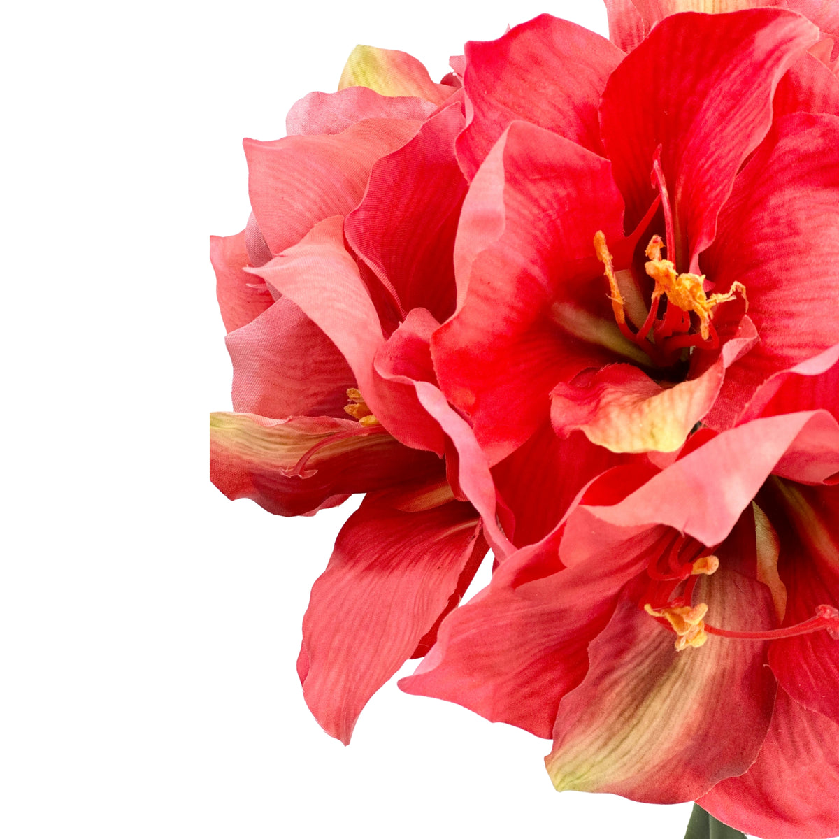 Amaryllis Coral Arrangement in Glass Vase