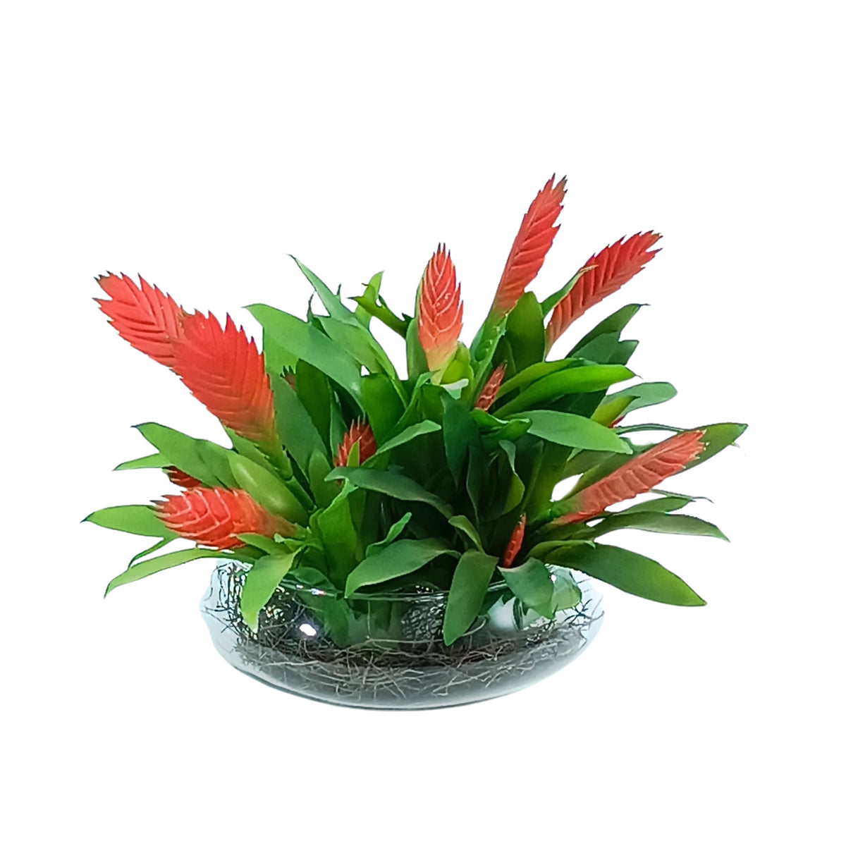 Red Bromeliad Arrangement in Shallow Glass Bowl