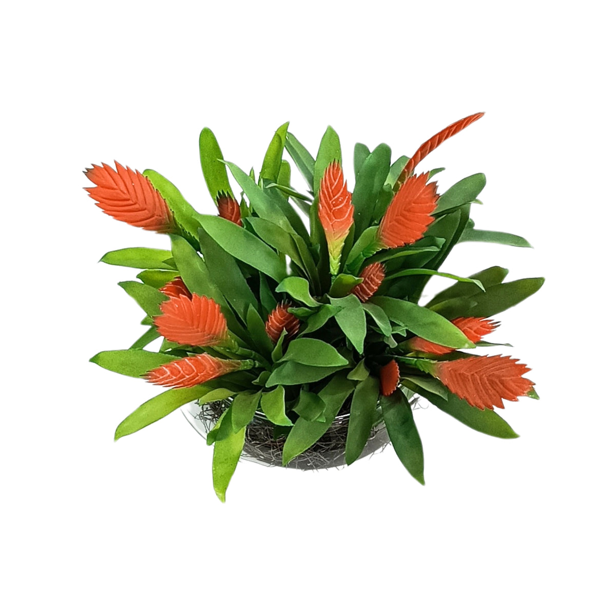 Red Bromeliad Arrangement in Shallow Glass Bowl