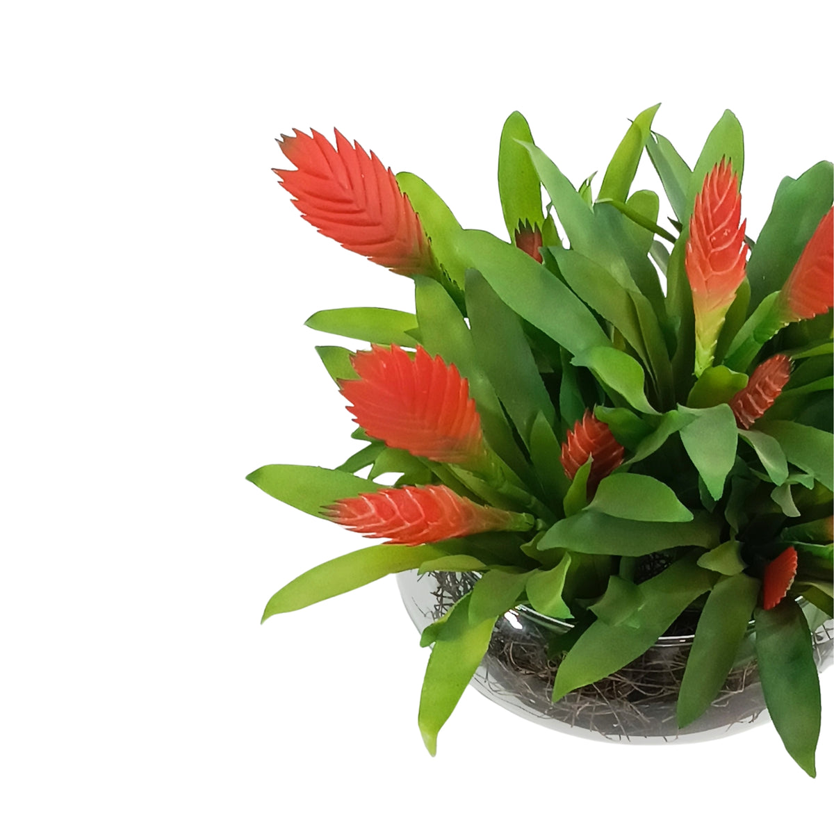Red Bromeliad Arrangement in Shallow Glass Bowl