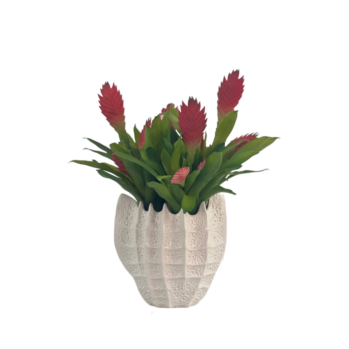 Arrangement Bromeliad Red in Ceramic Shell Vase