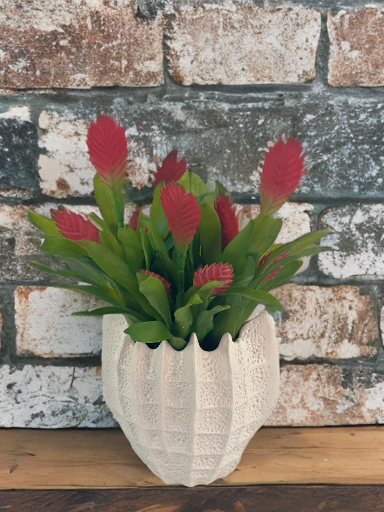 Bromeliad Red in Ceramic Shell Vase