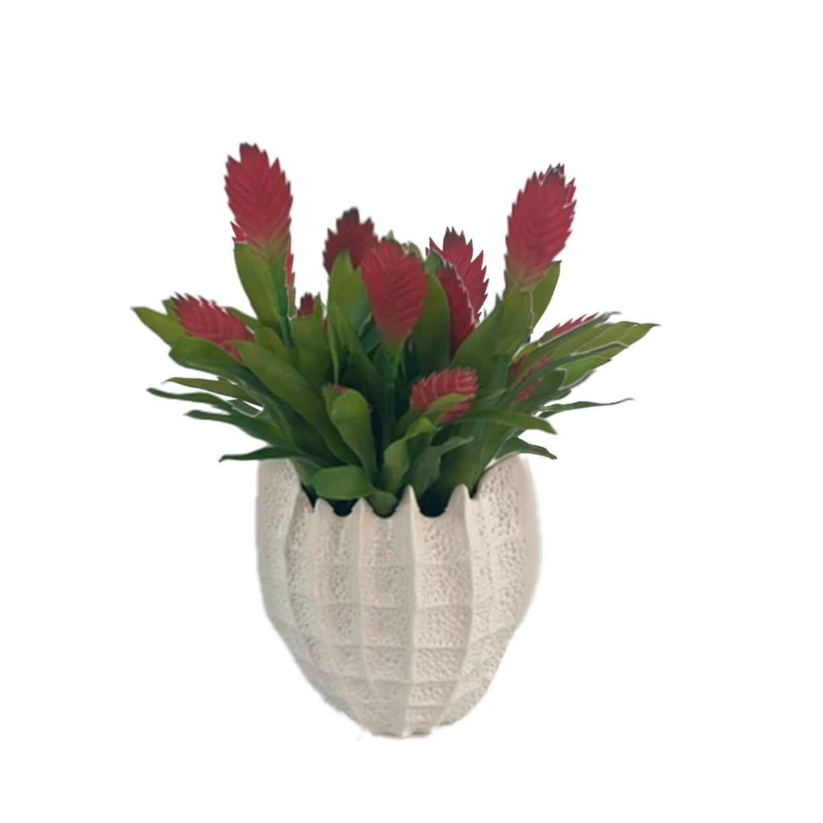 Bromeliad Red in Ceramic Shell Vase
