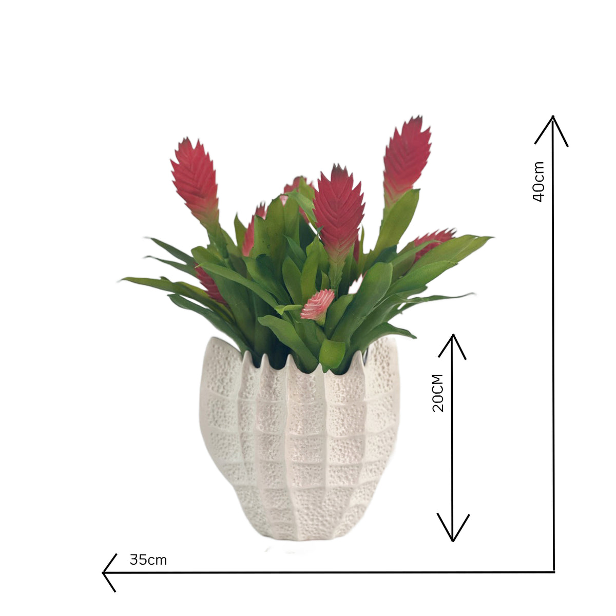 Bromeliad Red in Ceramic Shell Vase