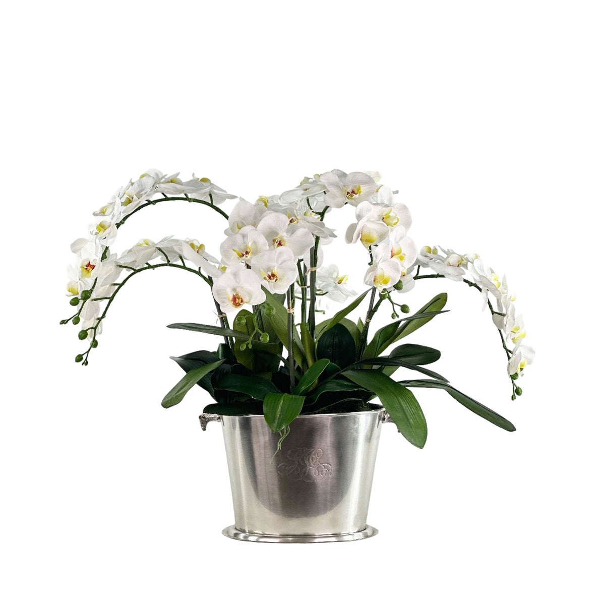 Potted Phalaenopsis Orchid with white flowers in a silver pot on a white backgroundi
