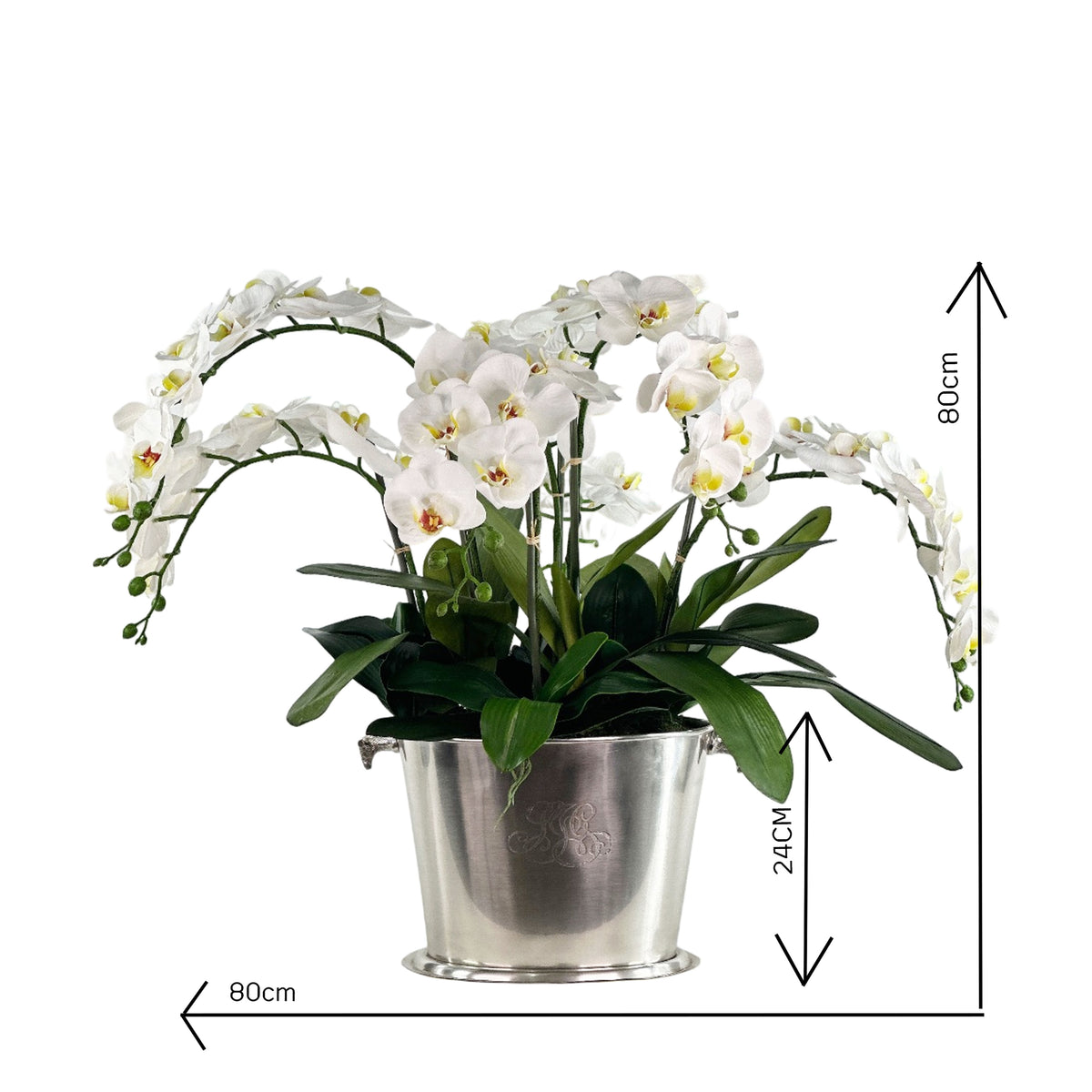 White orchid plant in a silver pot with dimensions indicated on a white background