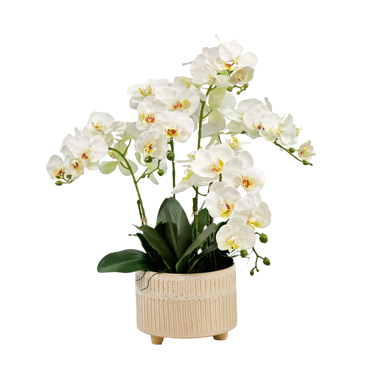 White Phalaenopsis Orchid Arrangement in Earthy Ceramic Vase