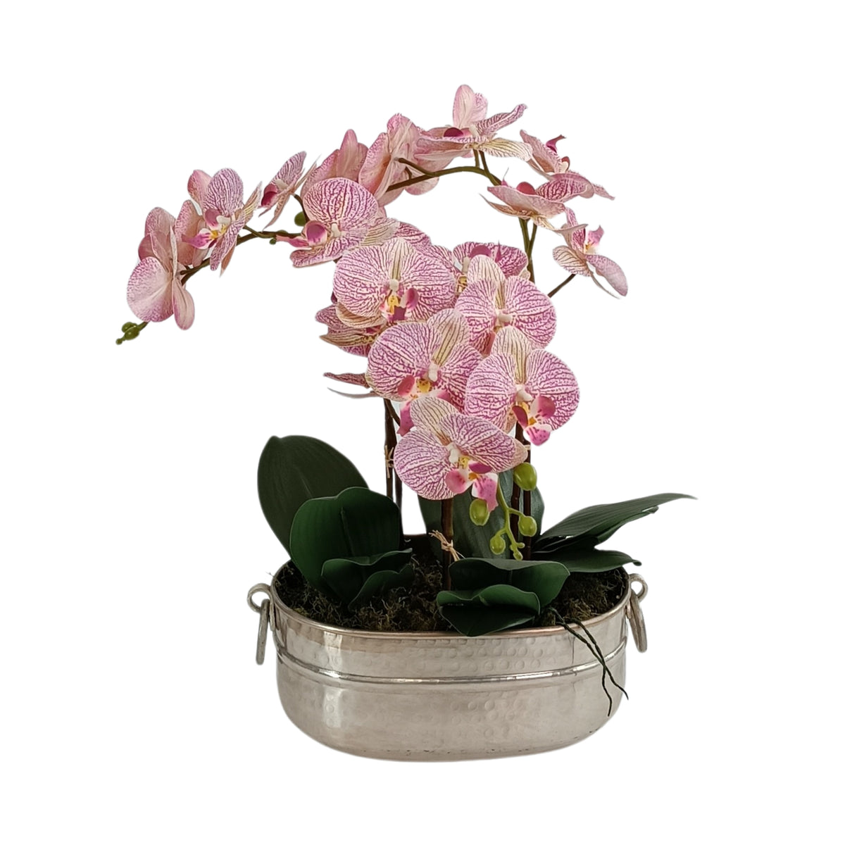 Light Pink Phalaenopsis Arrangement in Silver Tin