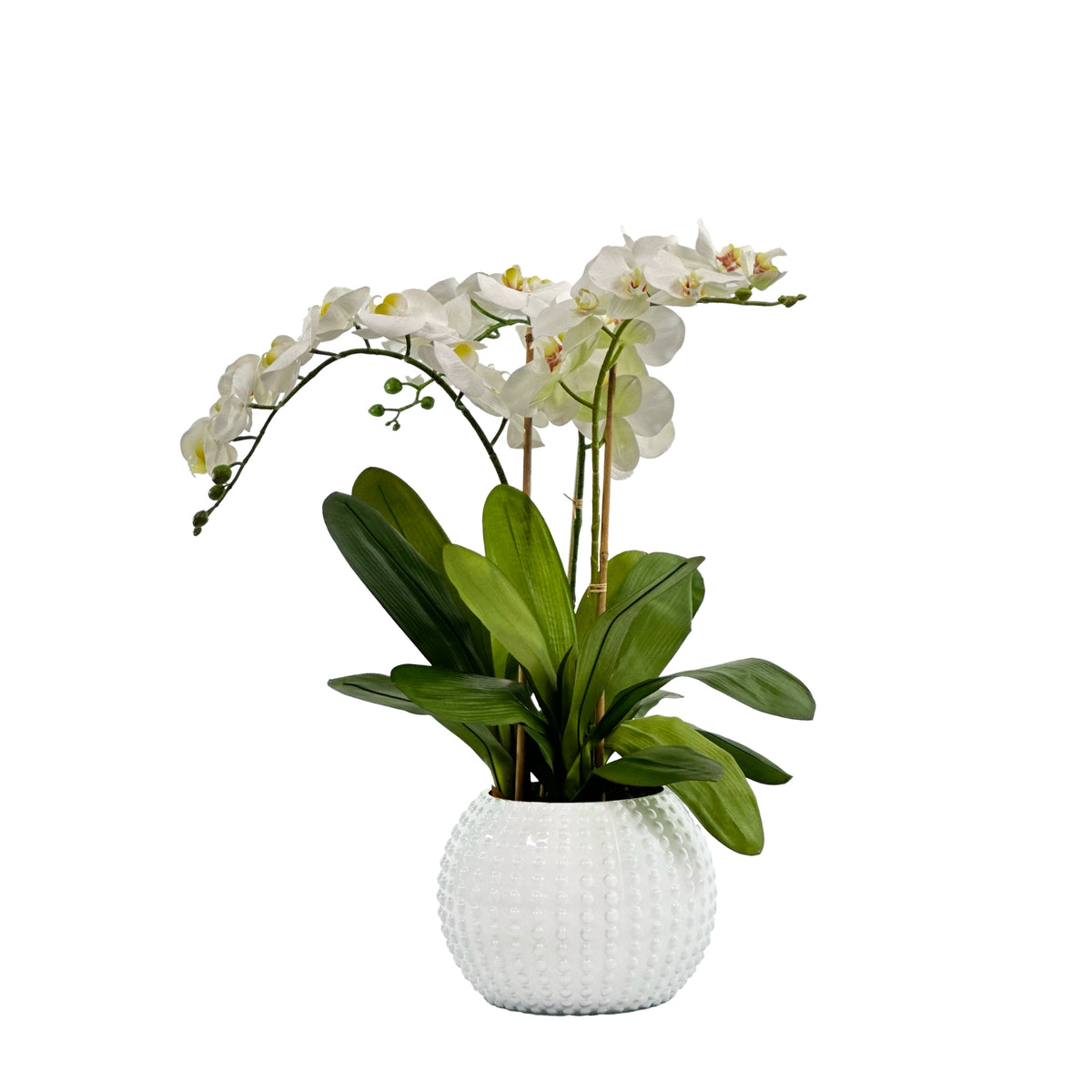 Orchid in White Arrangement in Sea Urchin Ceramic Vase