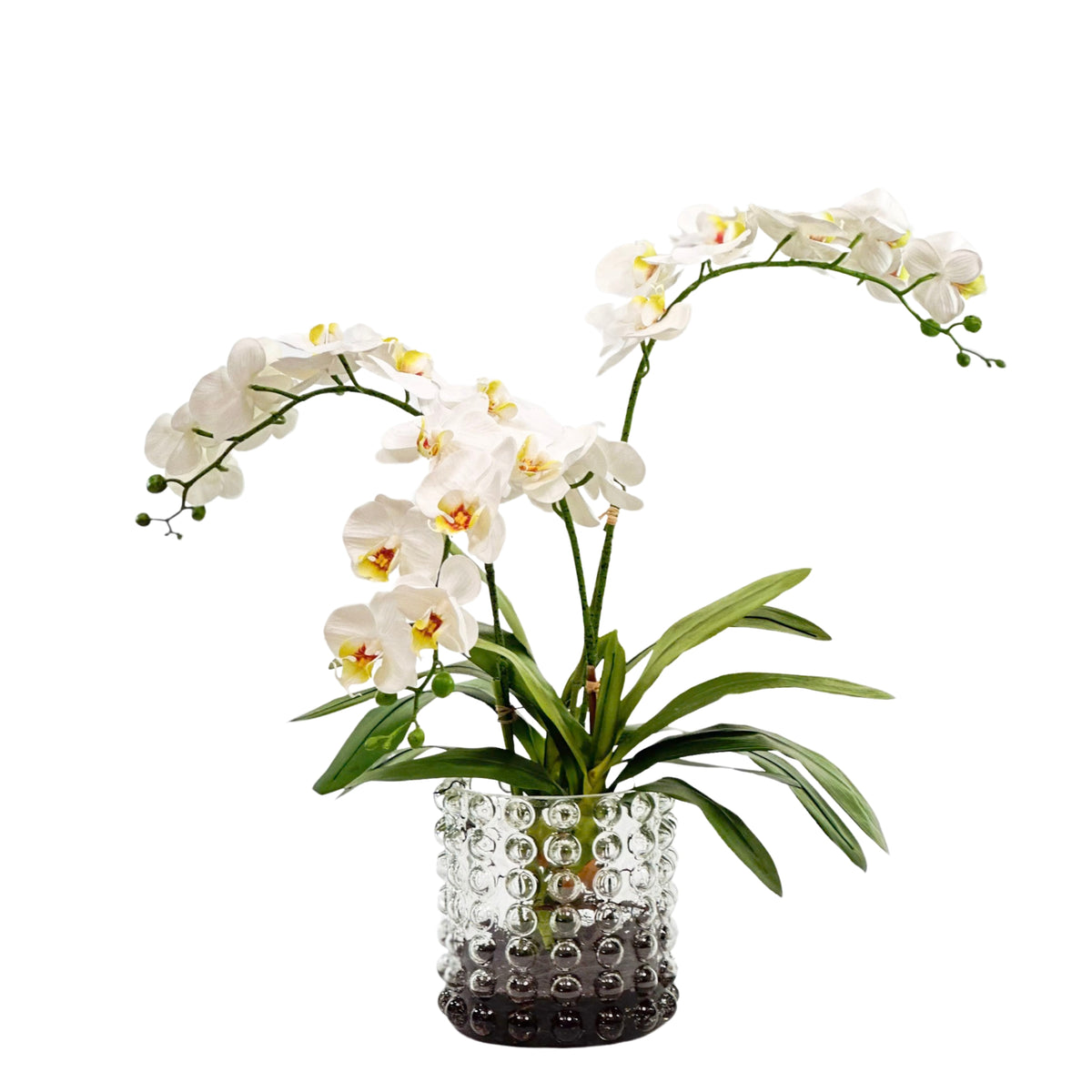 White Orchid Arrangement in Large Bubble Glass Vase