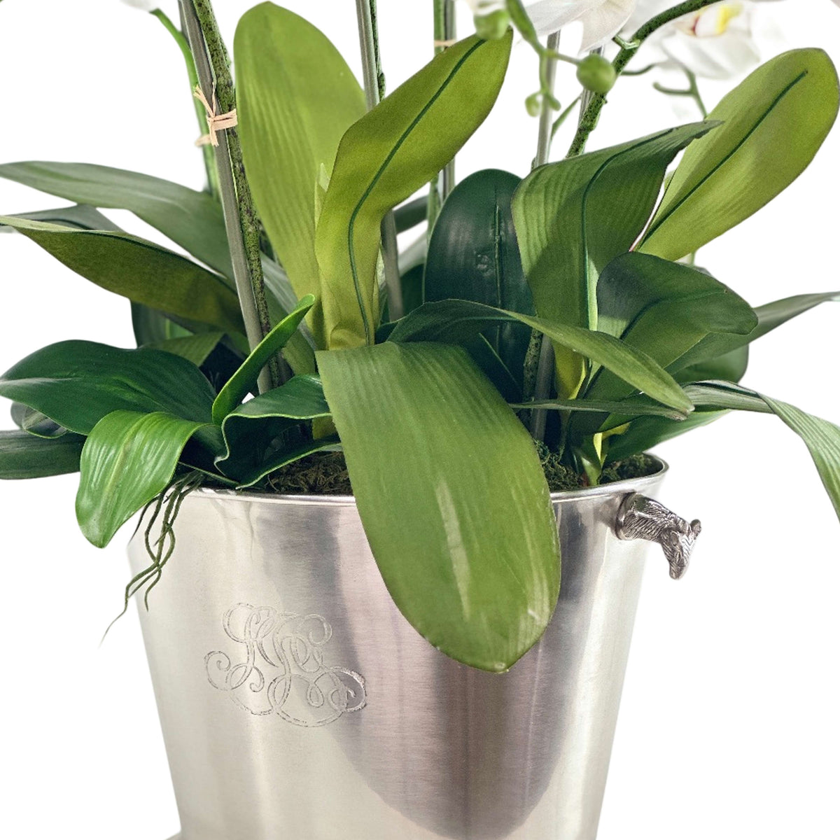 Green plants in a silver pot with a decorative handle on a white background