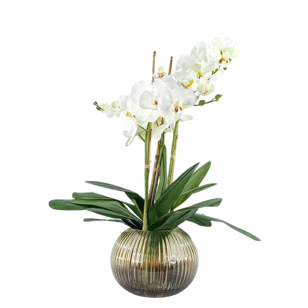 Phalaenopsis Orchid White in Ribbed Amber Glass Vase. Full view. Available from Plant Couture.