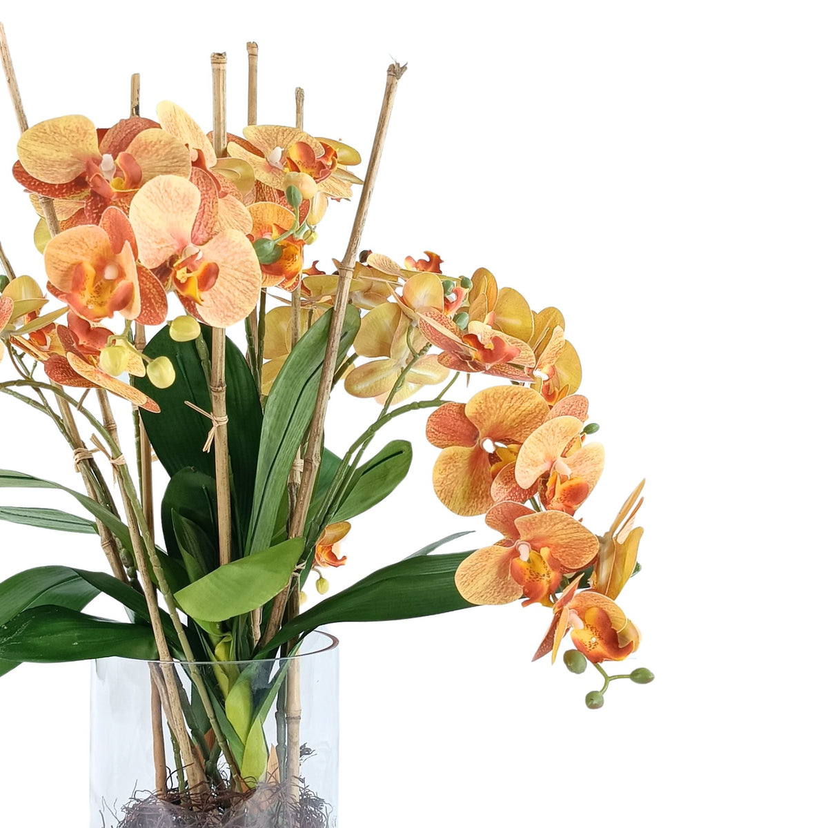 Phalaenopsis Orchid Orange in Glass Cylinder Vase