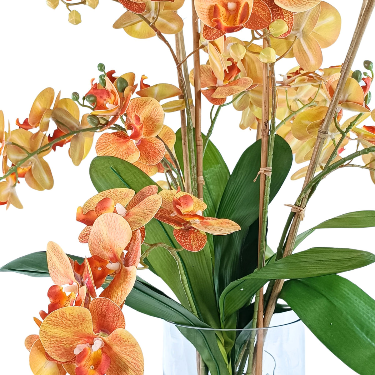 Phalaenopsis Orchid Orange in Glass Cylinder Vase