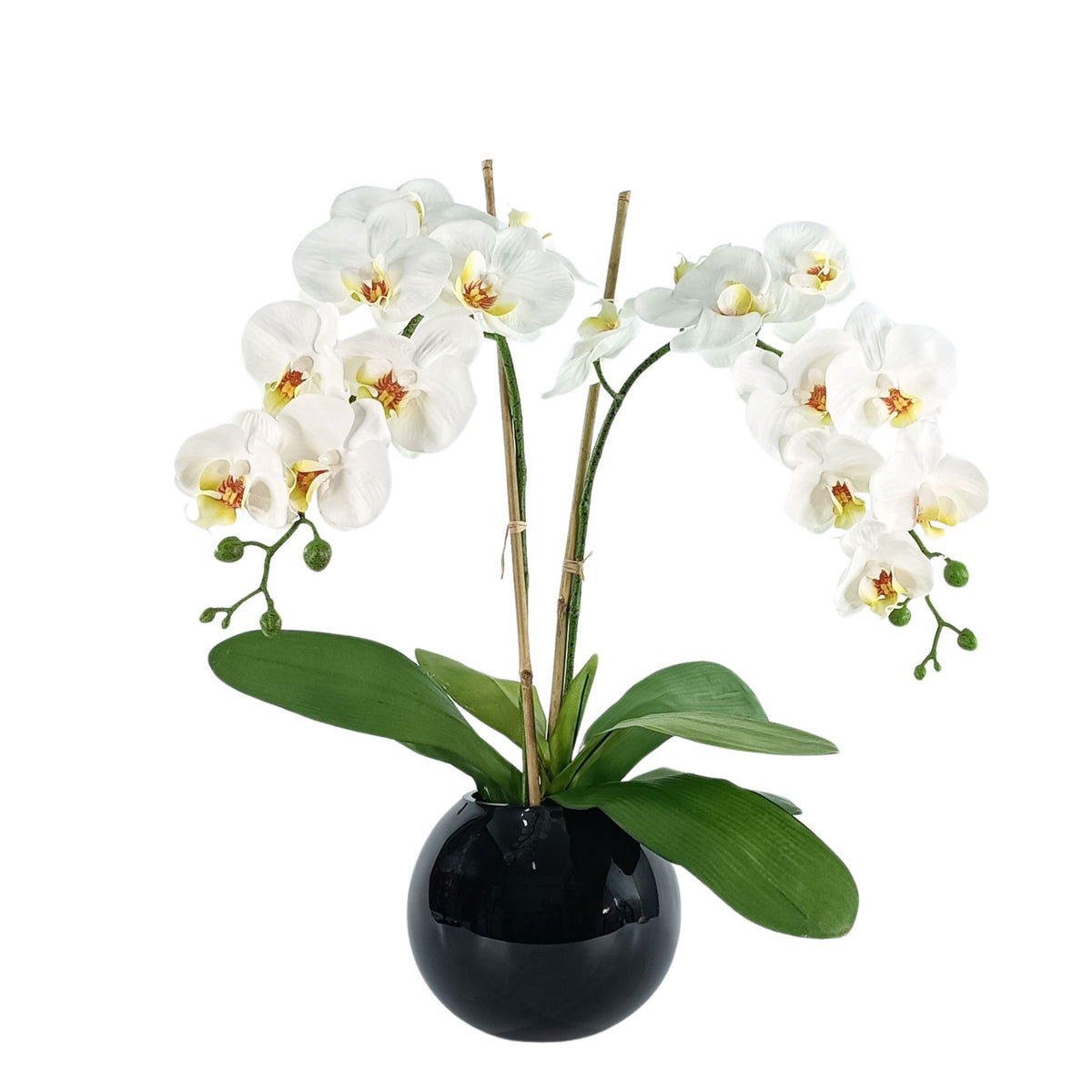Phalaenopsis Orchid White Arrangement in Black Gloss Fishbowl Vase. Full view. Available from www.plantcouture.co.za