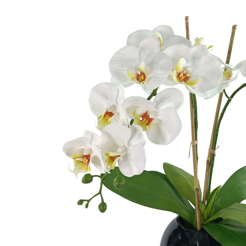 Phalaenopsis Orchid White Arrangement in Black Gloss Fishbowl Vase. Close up view from right. Available from www.plantcouture.co.za