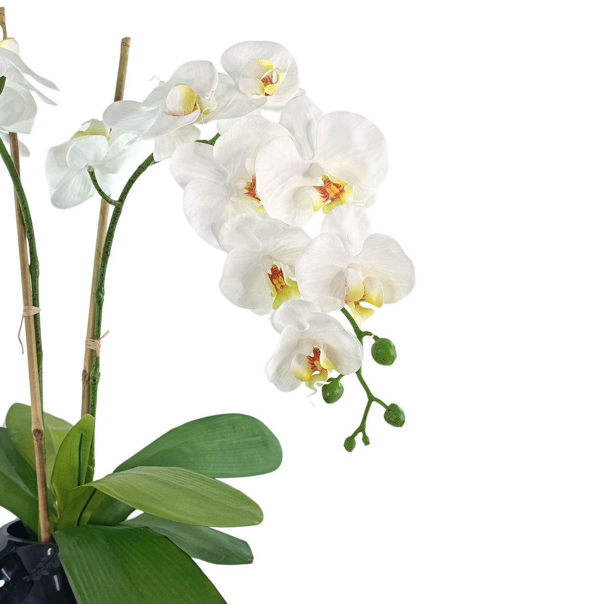 Phalaenopsis Orchid White Arrangement in Black Gloss Fishbowl Vase. Close up view from left. Available from www.plantcouture.co.za