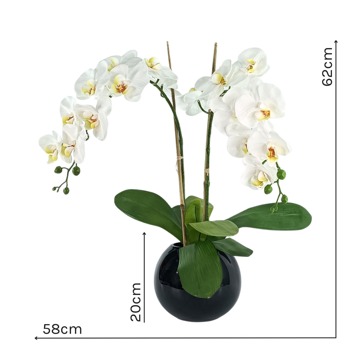 Phalaenopsis Orchid White Arrangement in Black Gloss Fishbowl Vase. Full view with measurements. Available from www.plantcouture.co.za