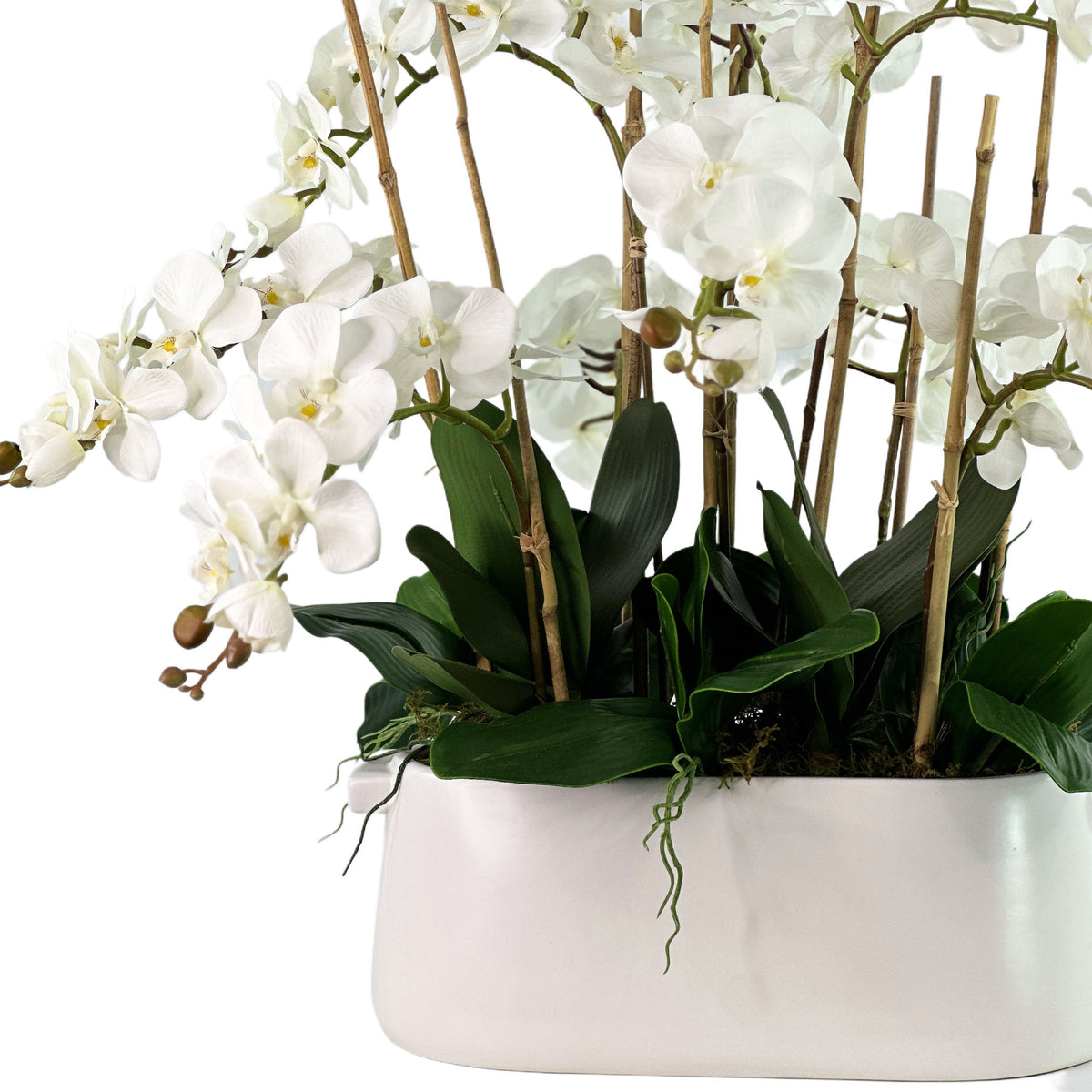 Close up of Artificial Palaenopsis Arrangement in chic white oval ceramic pot 66cm high 85cm wide