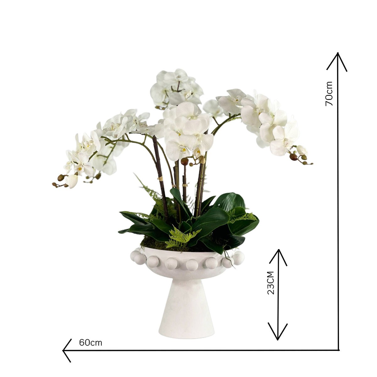 White orchid plant in a decorative pot with dimensions indicated on a white background