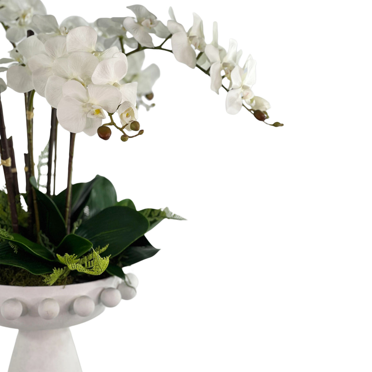 White orchids in a decorative pot on a white background