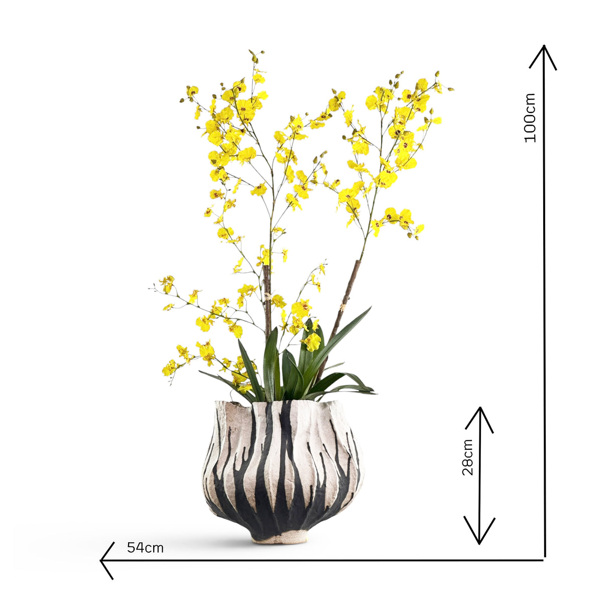 Yellow dancing orchid flowers in a decorative vase with dimensions indicated on a white background