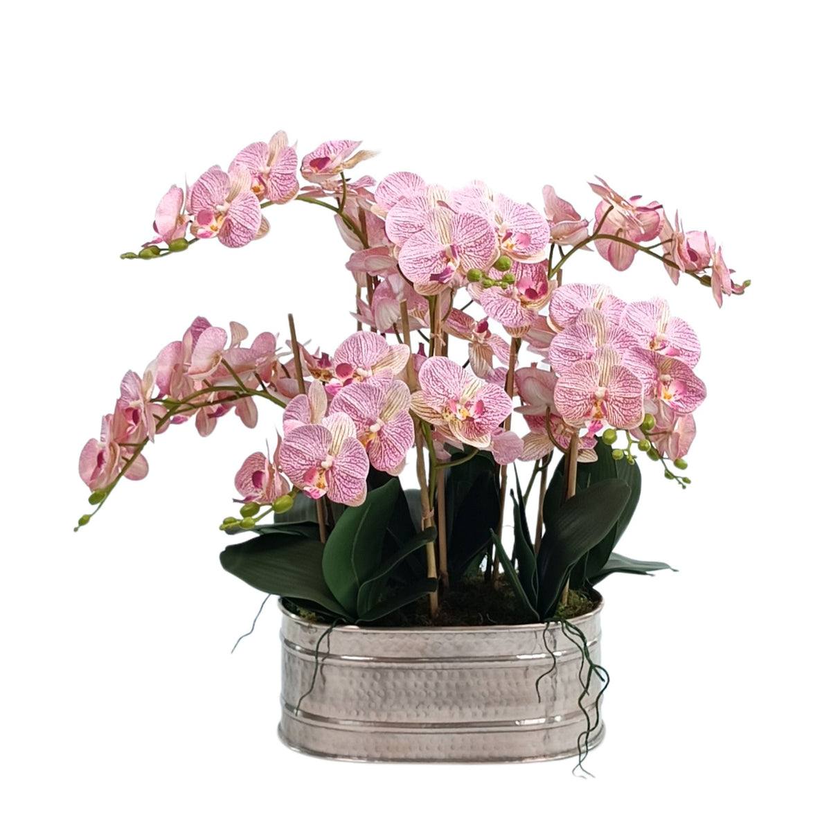 Light Pink Phalaenopsis Orchid Arrangement in Silver Tin