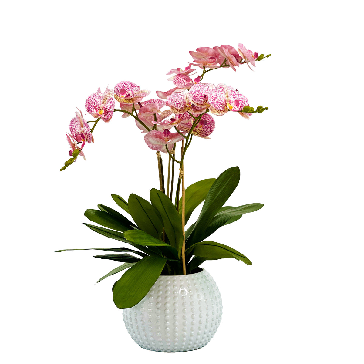 Light Pink Phalaenopsis Orchid Arrangement in White Ceramic Vase