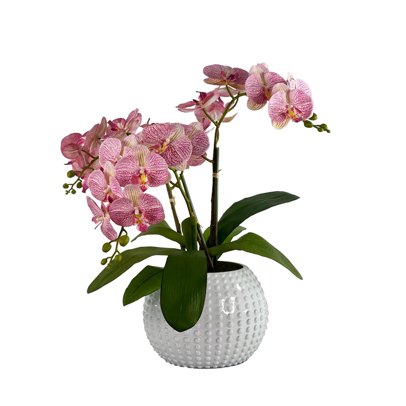 Pink orchid in a textured white pot on a white background