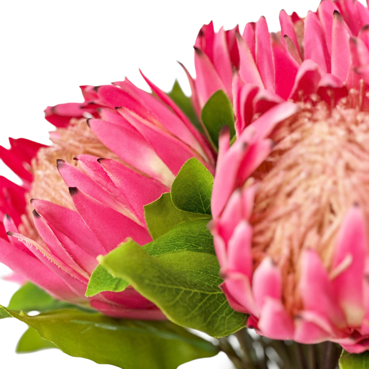 Close up of flowers of Artificial King Protea pink Arrangement in faux Water