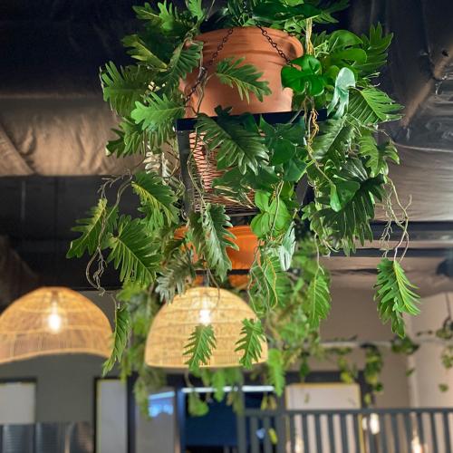 Hanging plants potted for a customer to add softness to their ceiling. Contact Plant Couture for your requirements.