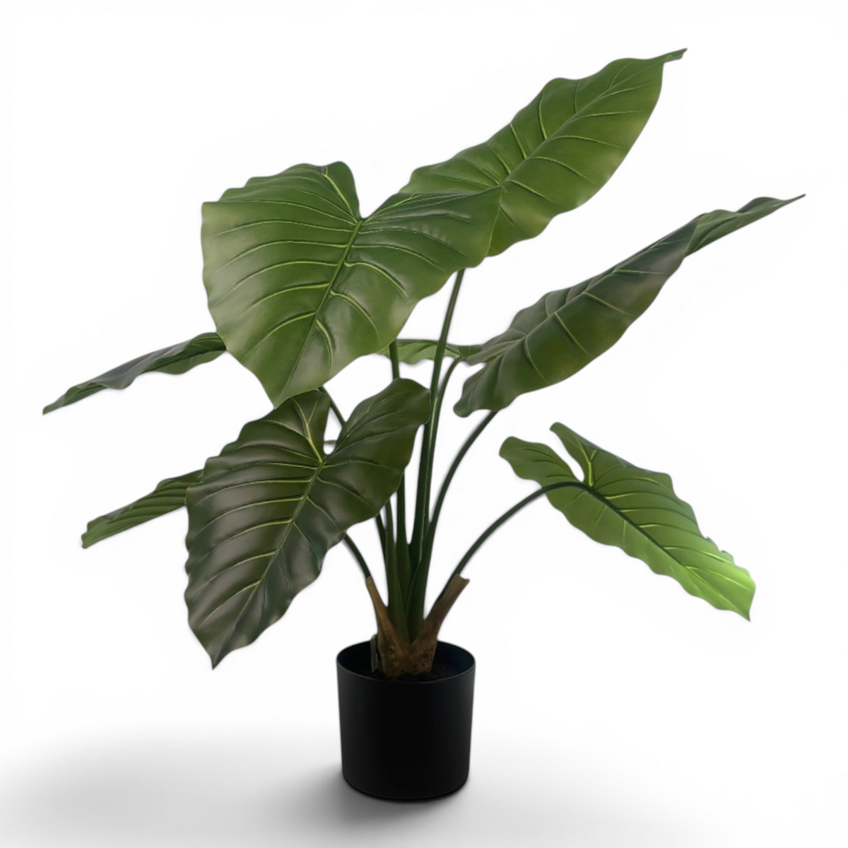 Philo R/T - 90cm in pot