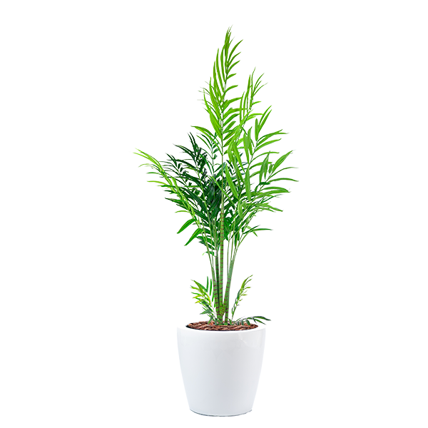 Elevate your interior space with our Dior B with Butterfly Palm 230cm Combo. Plant Couture.