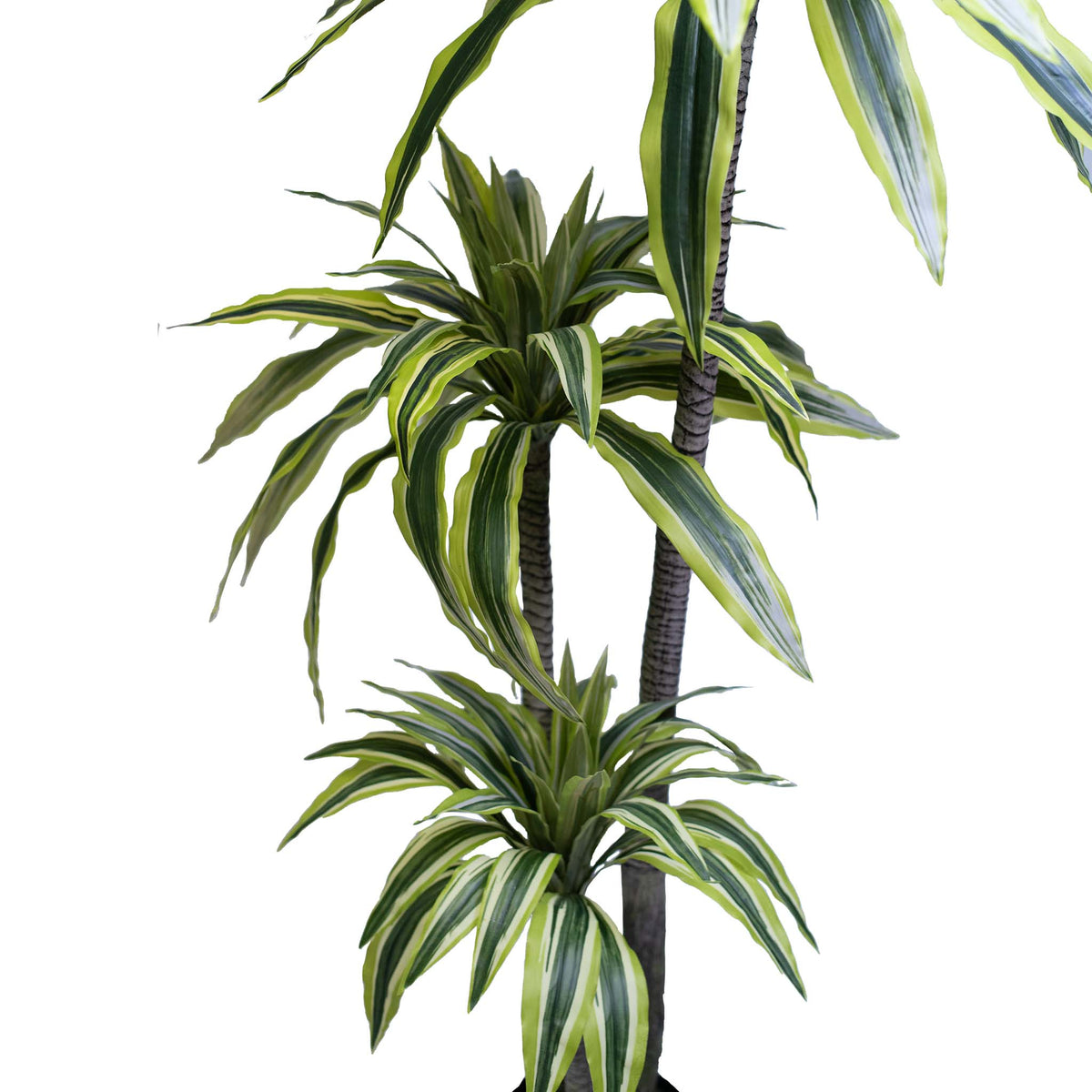 Dracaena Lemon & Lime 100cm