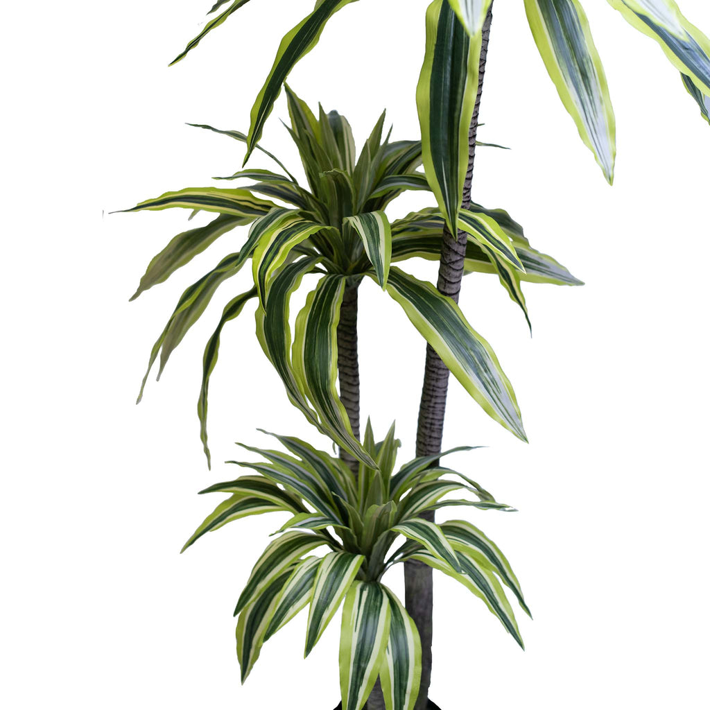 Dracaena Lemon & Lime 100cm - Plant Couture - Artificial Plants
