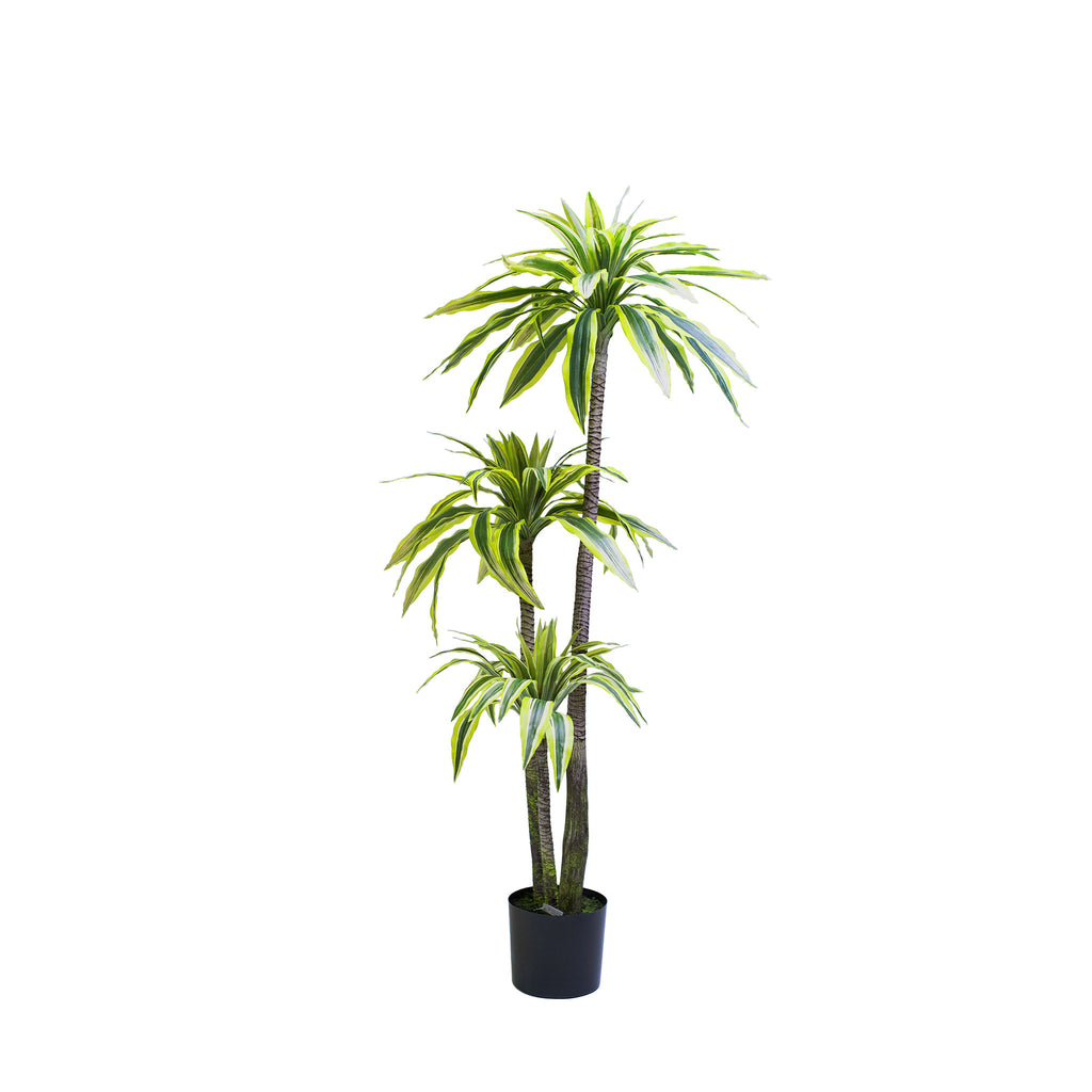Dracaena Lemon & Lime 160cm - Plant Couture - Artificial Plants