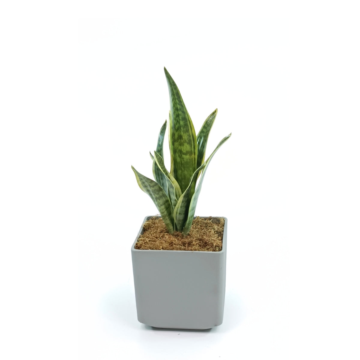 Cubic Pot Sage XS with Sansveria 47cm Combo