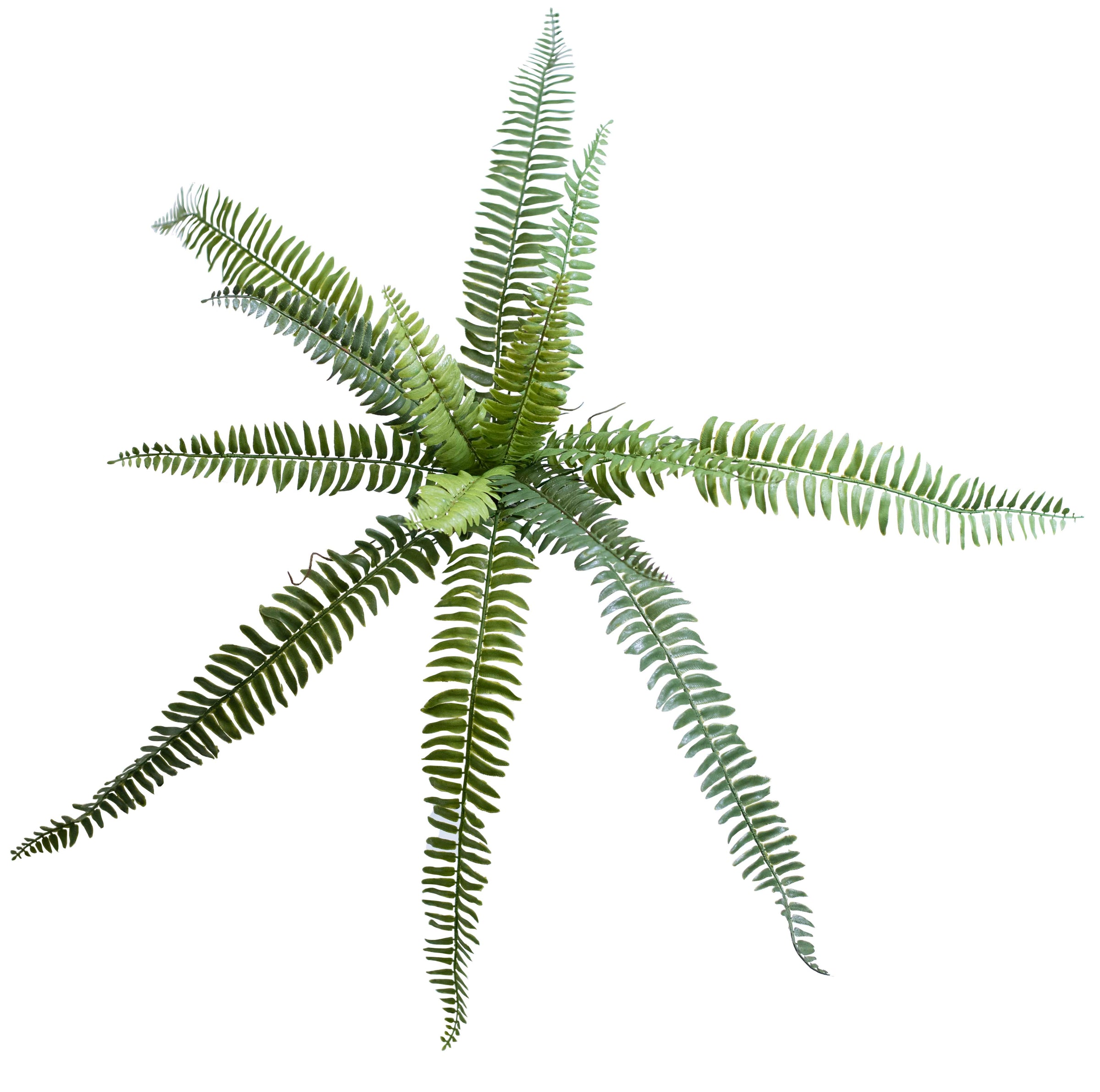 Filler Boston Fern 55cm Plant Couture Artificial Plants