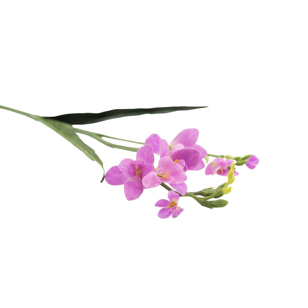 Freezia Purple Pink Real Touch Stem - 60cm