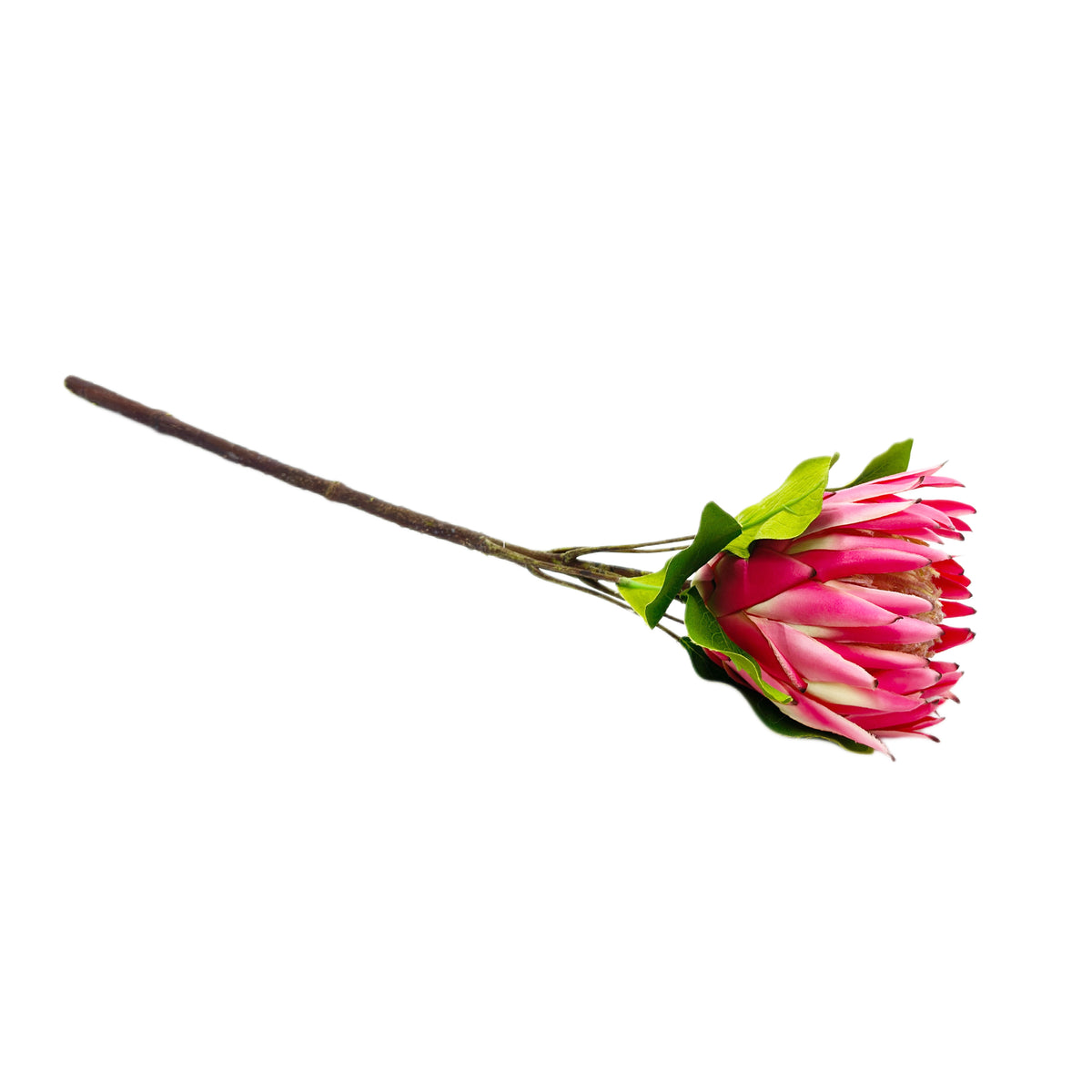Single faux pink protea flower with green leaves on a white background