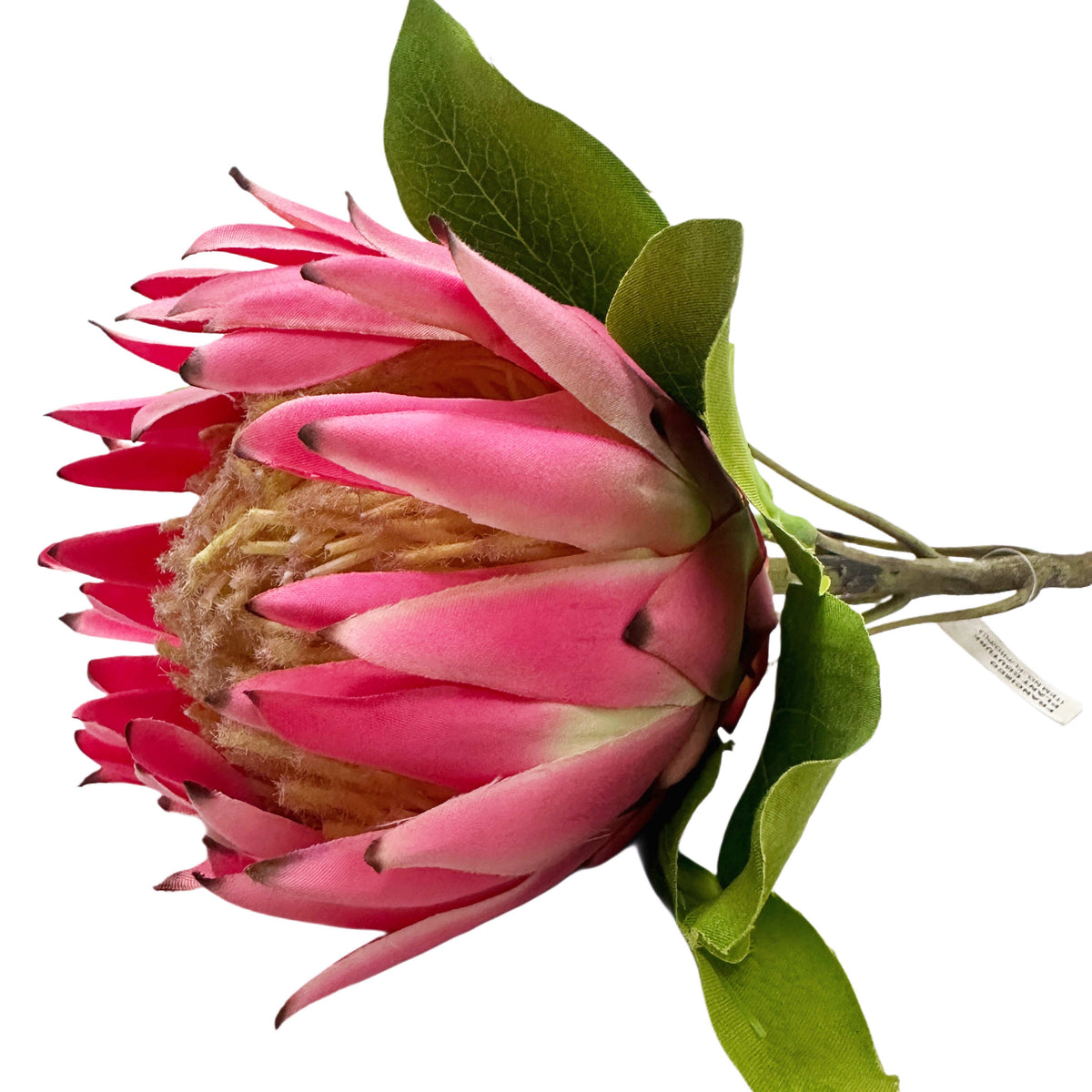 Close-up of a pink faux protea flower with green leaves on a white background