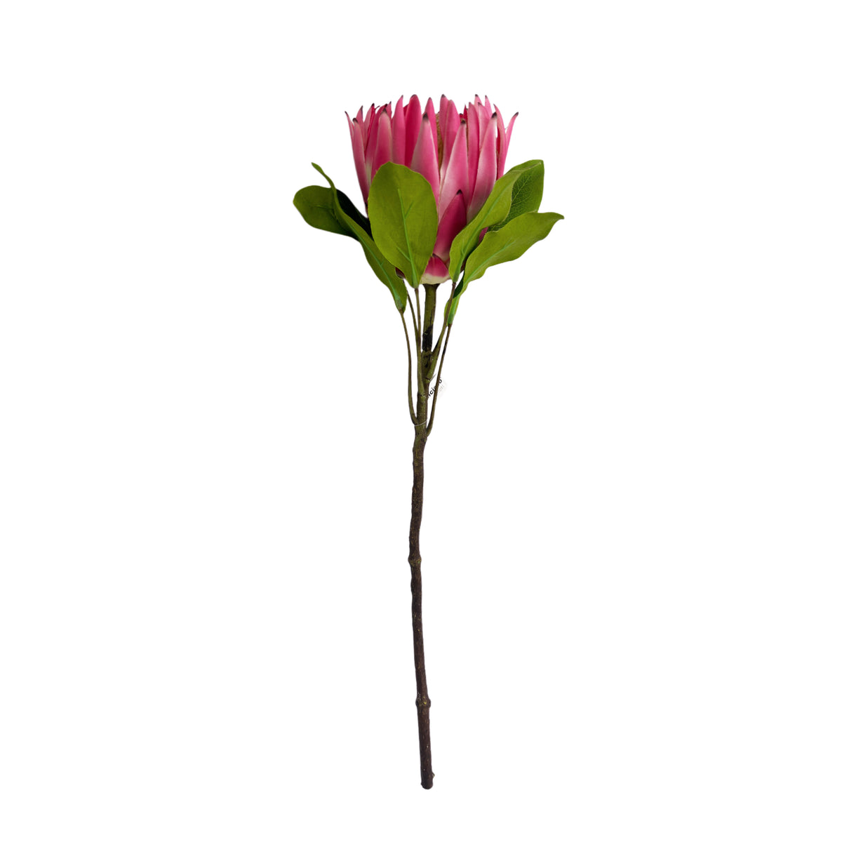 Faux Pink Protea flower with green leaves on a white background