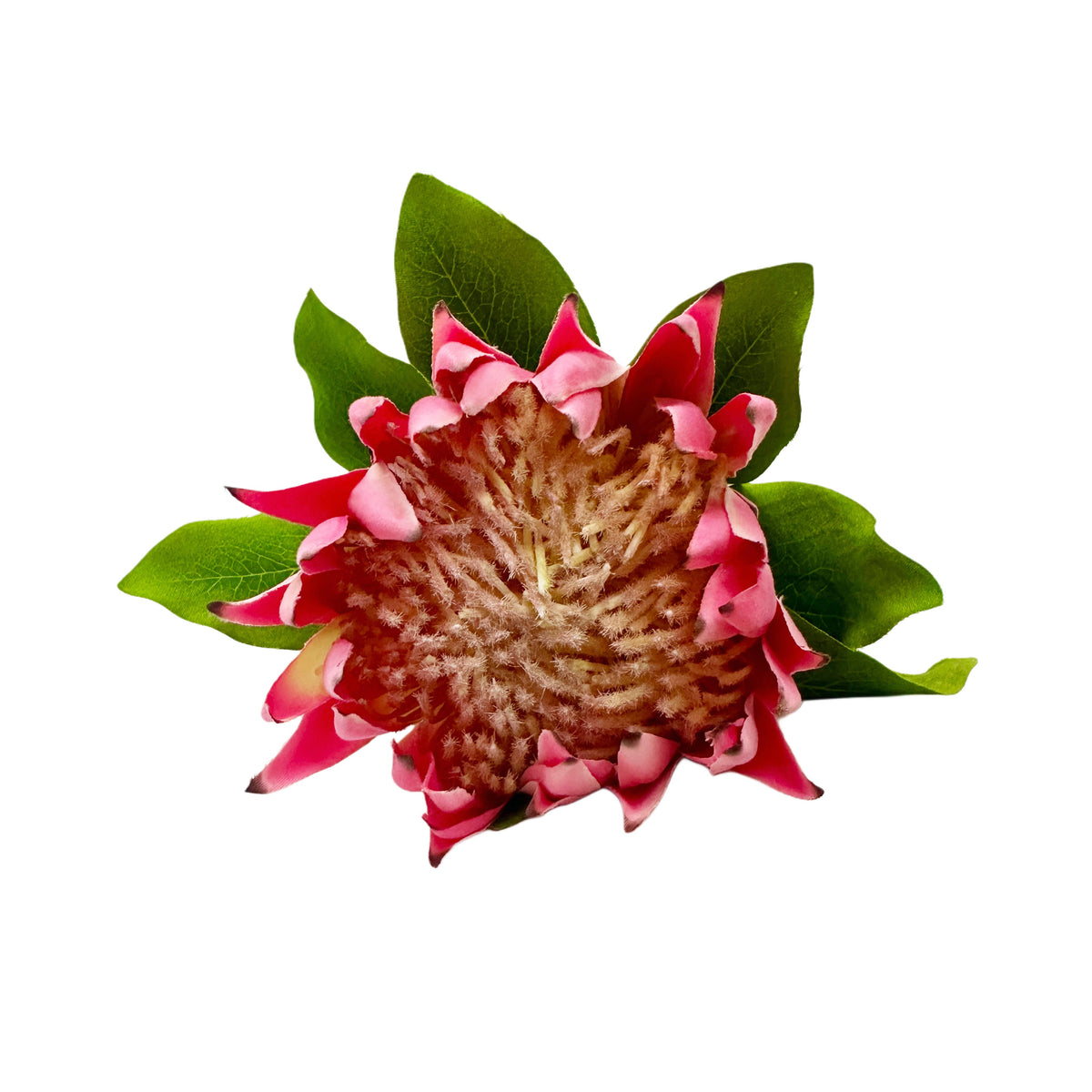 Top Close-up of a faux protea flower with pink petals and green leaves on a white background