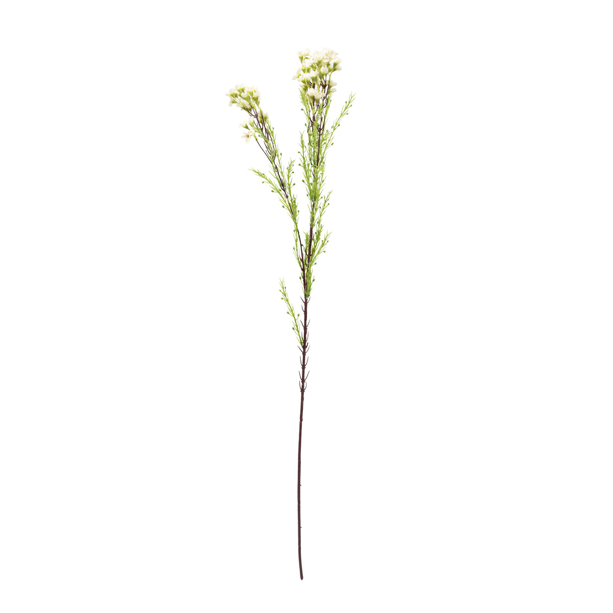 Wax Flower White - 80cm