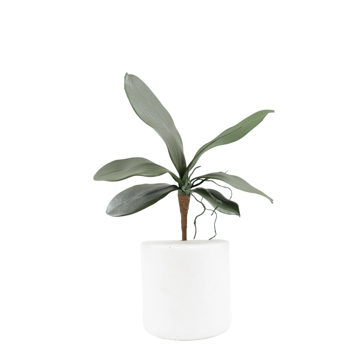 Phalaenopsis Orchid Leaf - 28cm