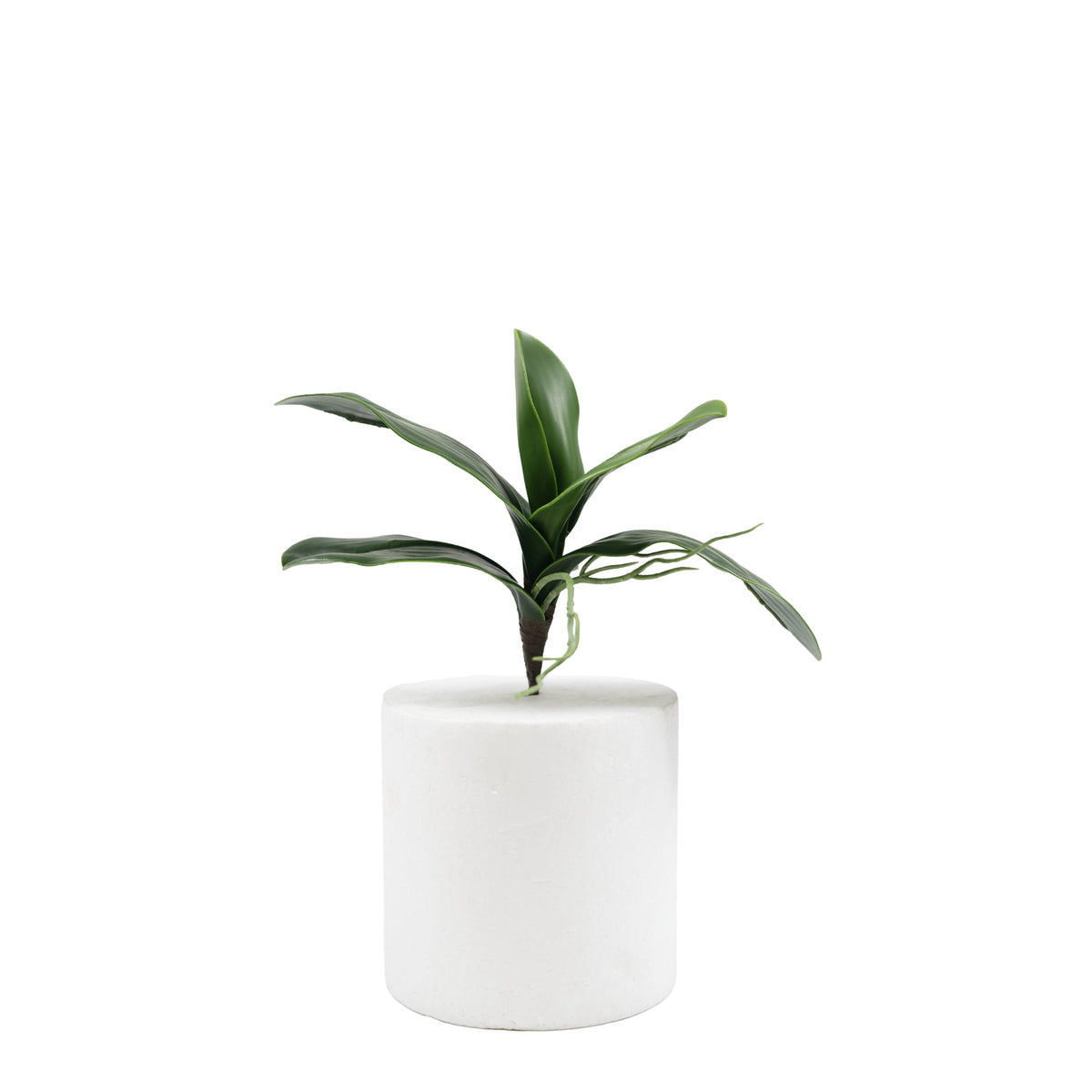 Phalaenopsis Orchid Leaf - 24cm
