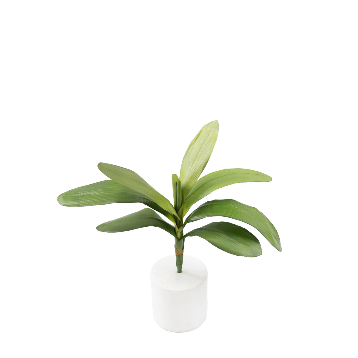 Phalaenopsis Orchid Leaf - 48cm