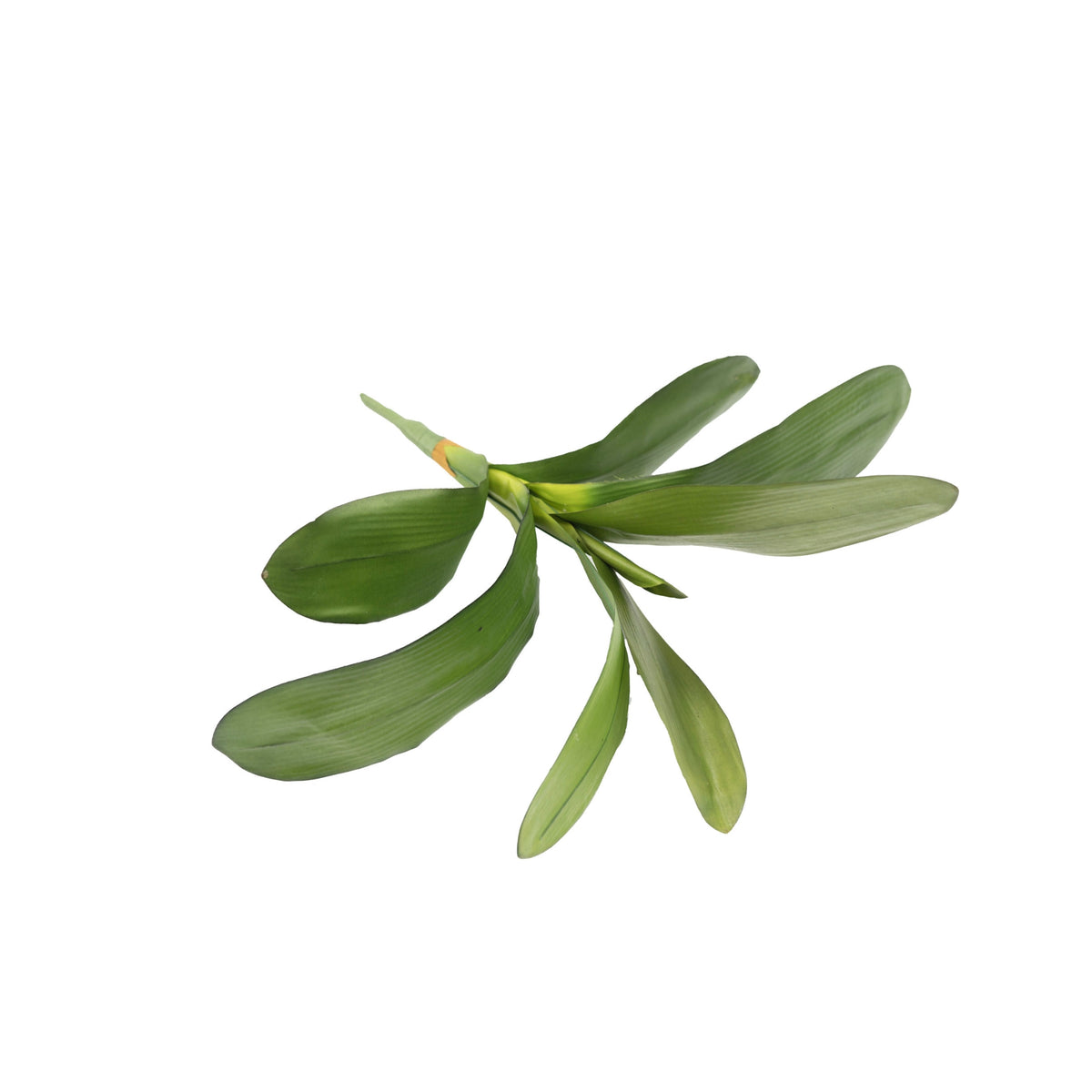 Phalaenopsis Orchid Leaf - 48cm