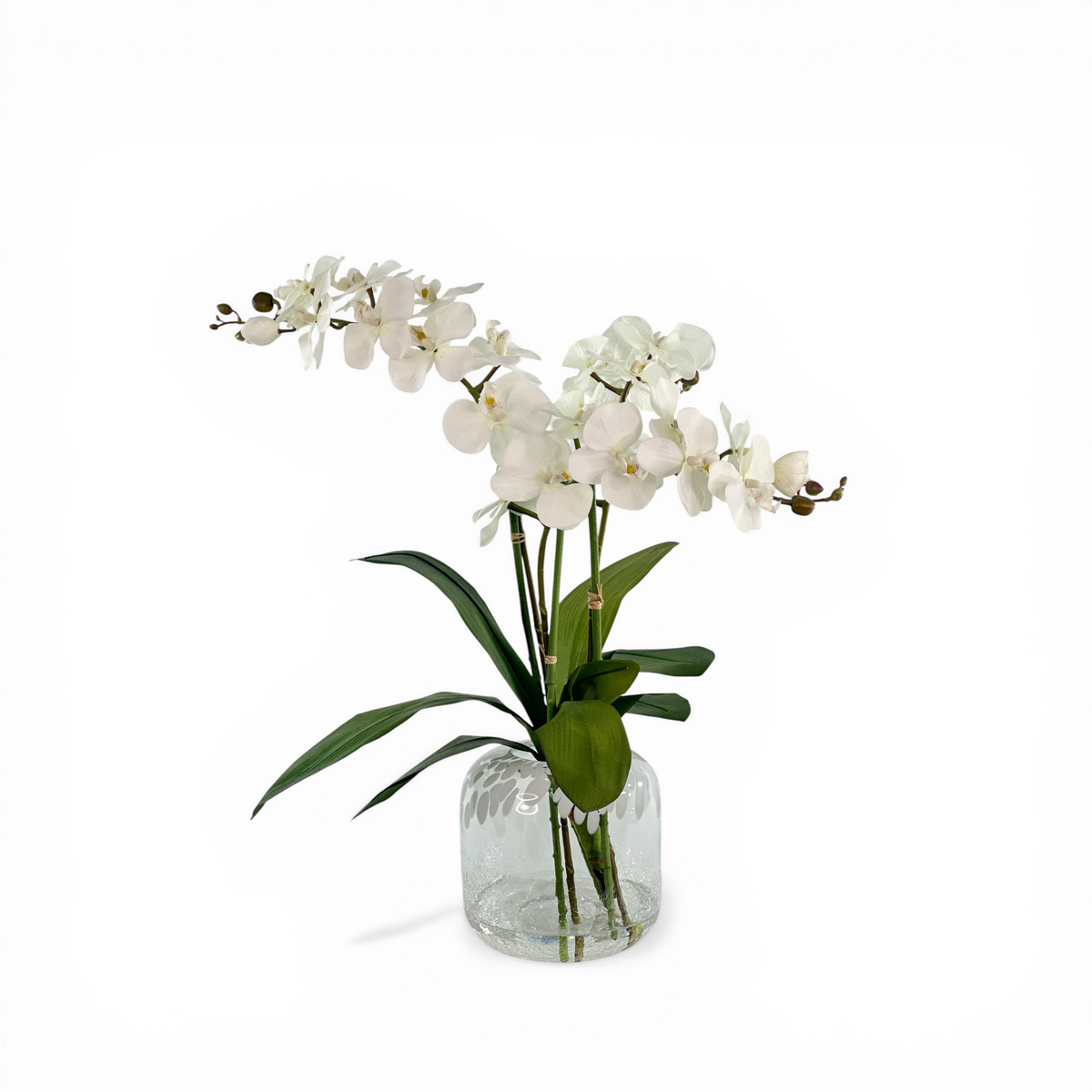 Orchid Phalaenopsis White Arrangement in White Speckle Vase