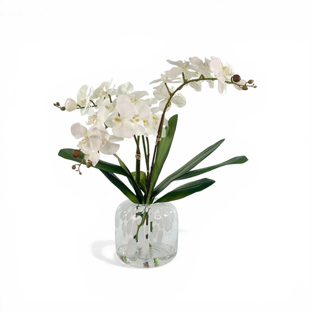 Orchid Phalaenopsis White Arrangement in White Speckle Vase
